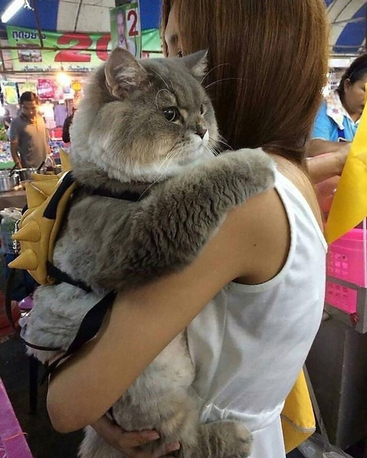 absolute unit