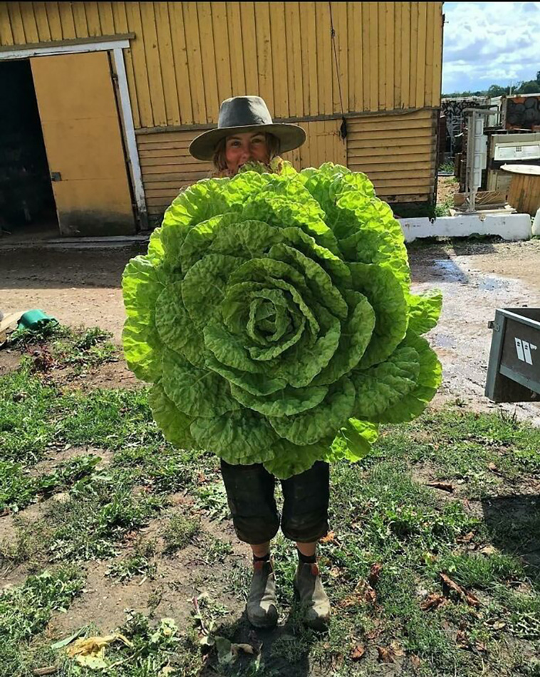 absolute unit
