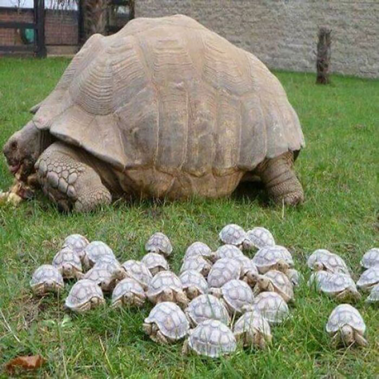 absolute unit