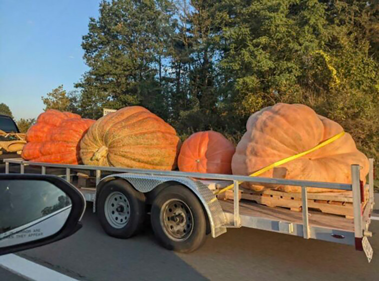 absolute unit