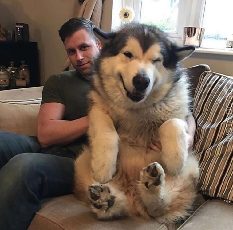 absolute unit