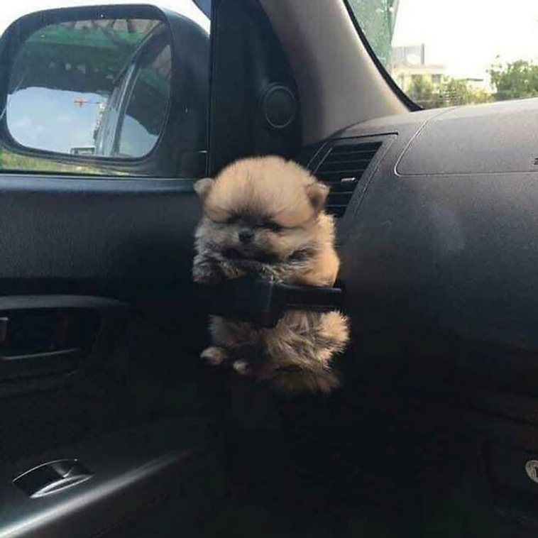 bagdogs