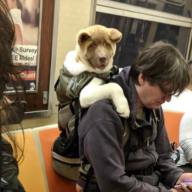bagdogs