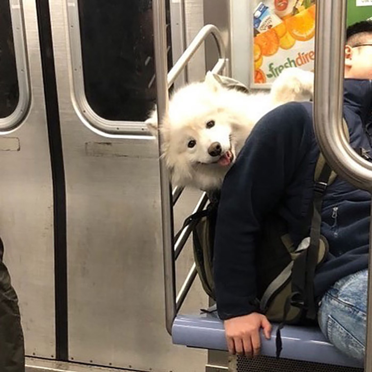 bagdogs