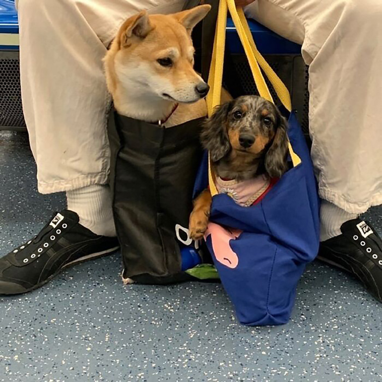 bagdogs