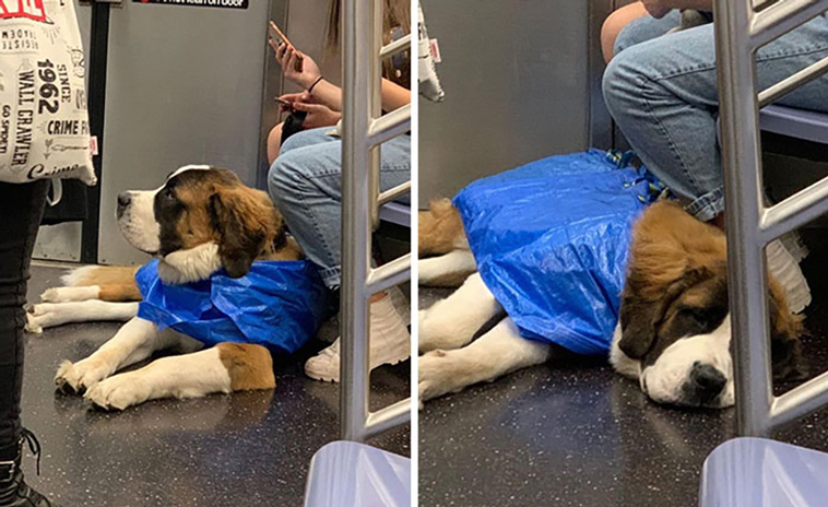 bagdogs