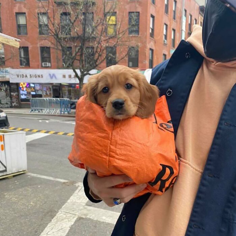 bagdogs