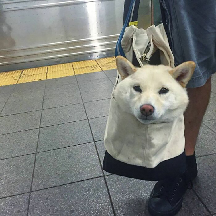 bagdogs