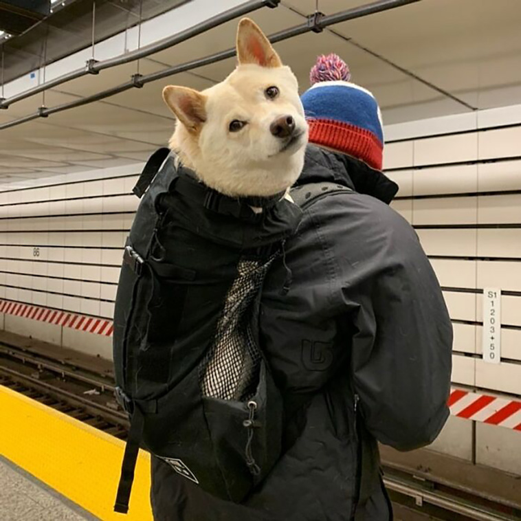 bagdogs