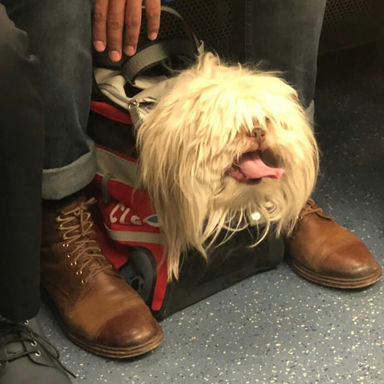bagdogs