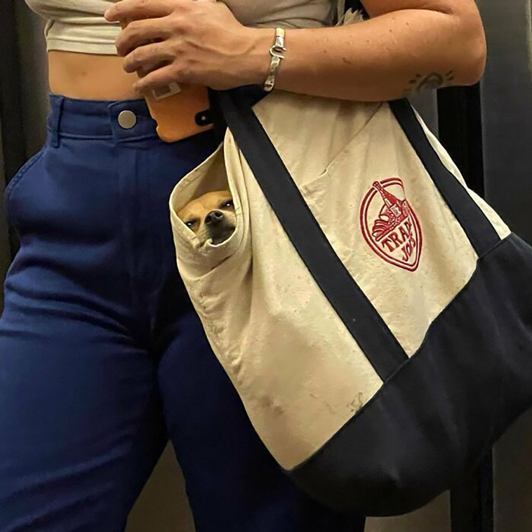 bagdogs