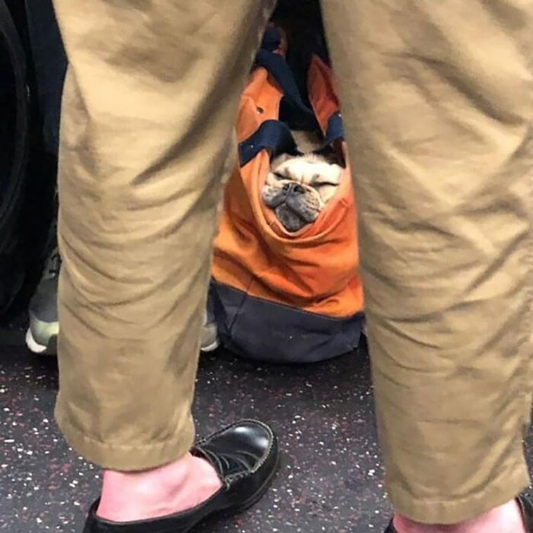 bagdogs