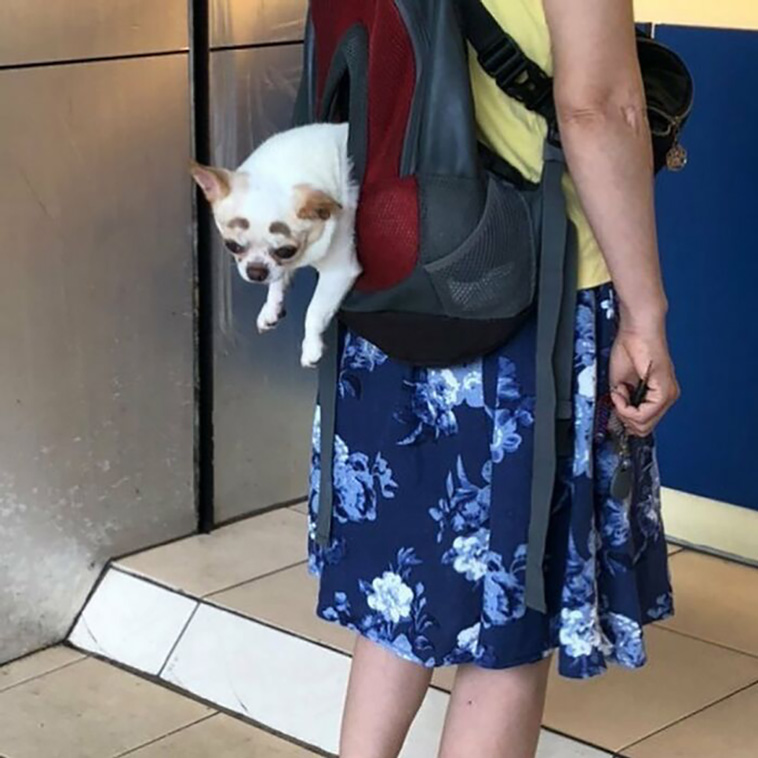 bagdogs