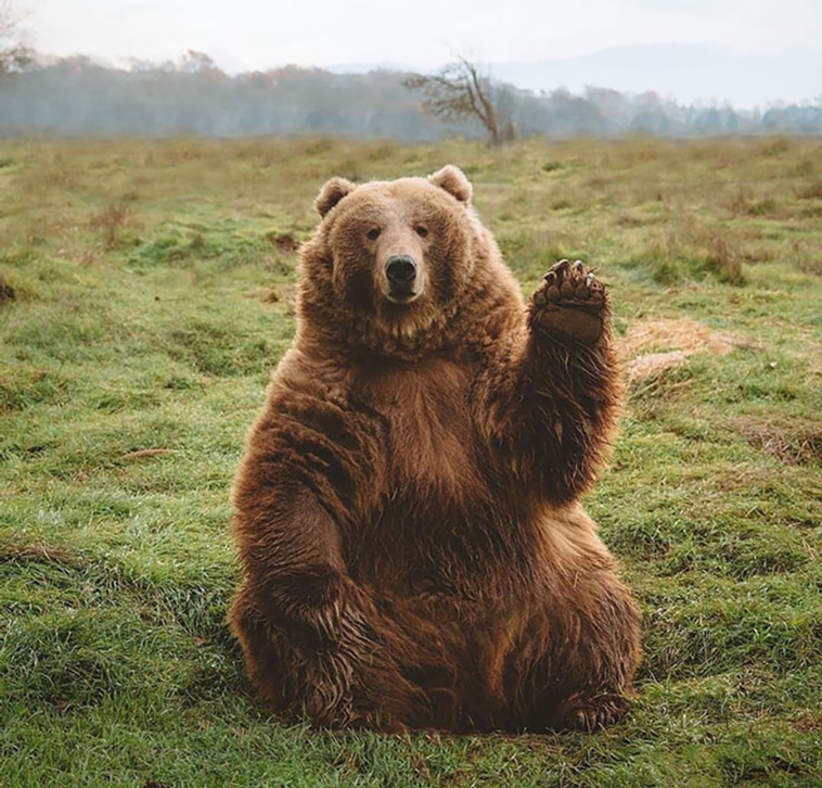 bears