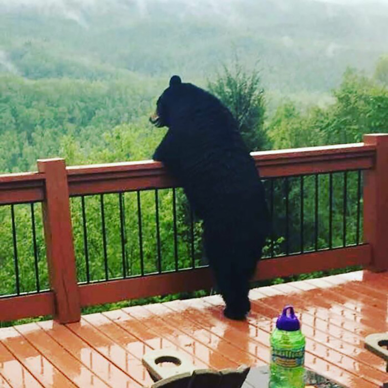 bears
