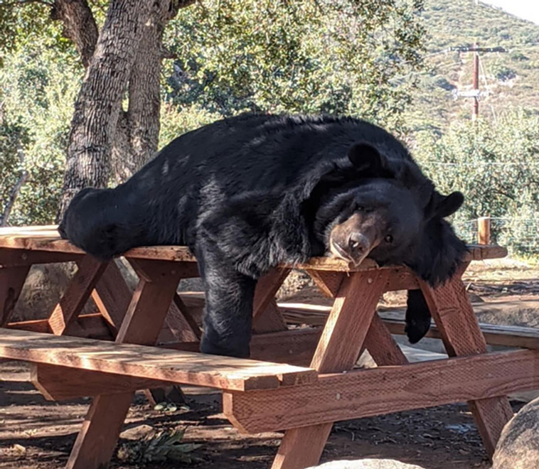 bears