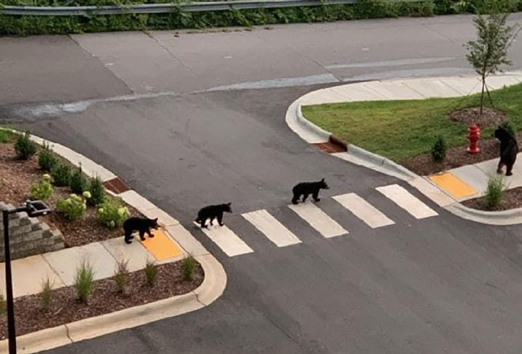 bears