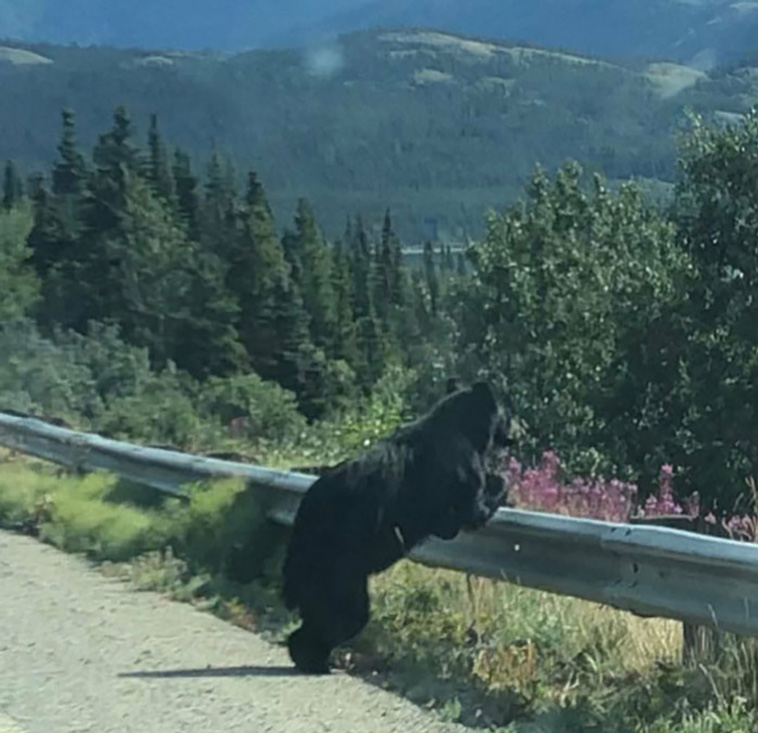 bears