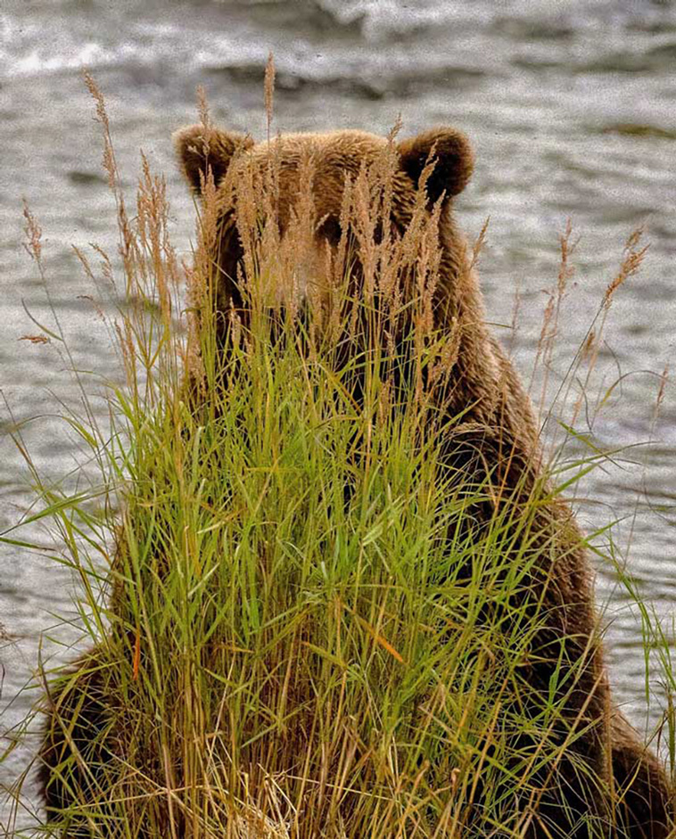 bears