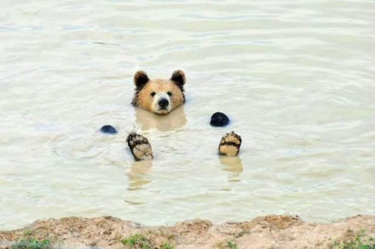 bears