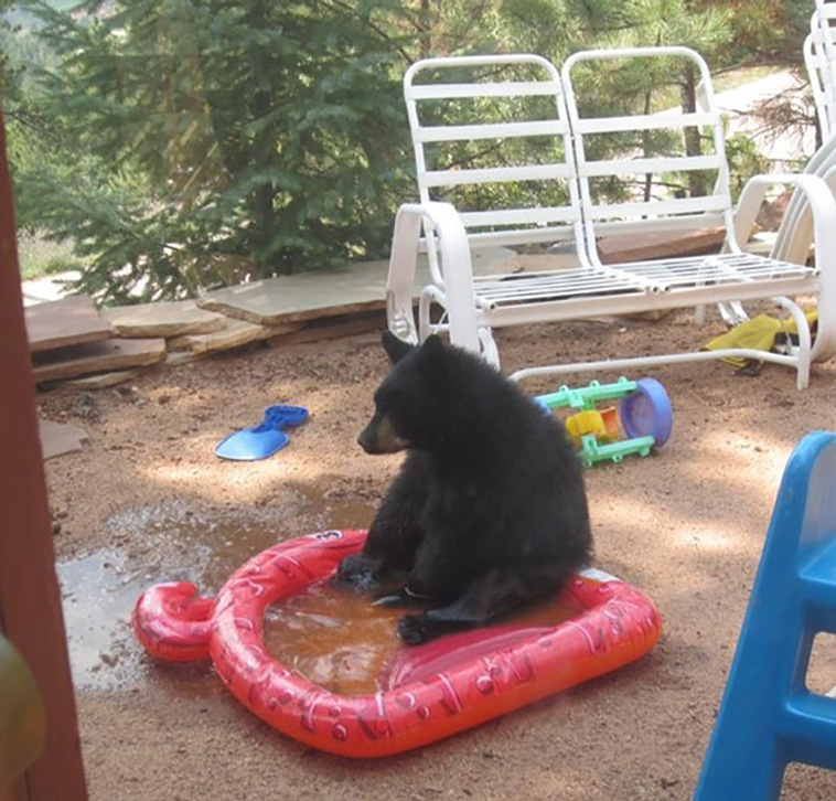 bears