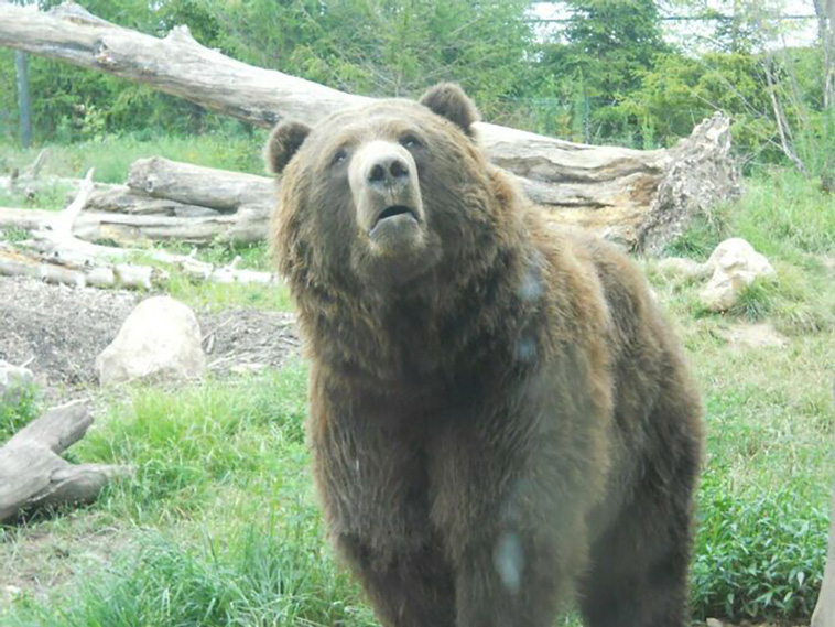 bears