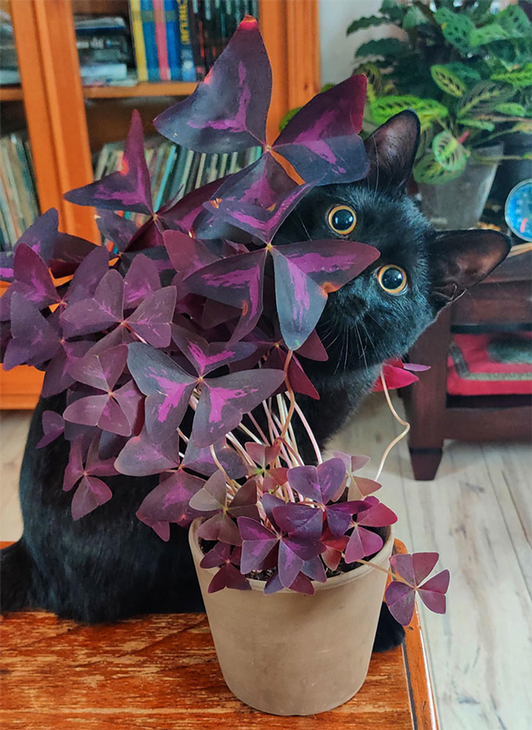 30 Times People Share Their Lovely Houseplants