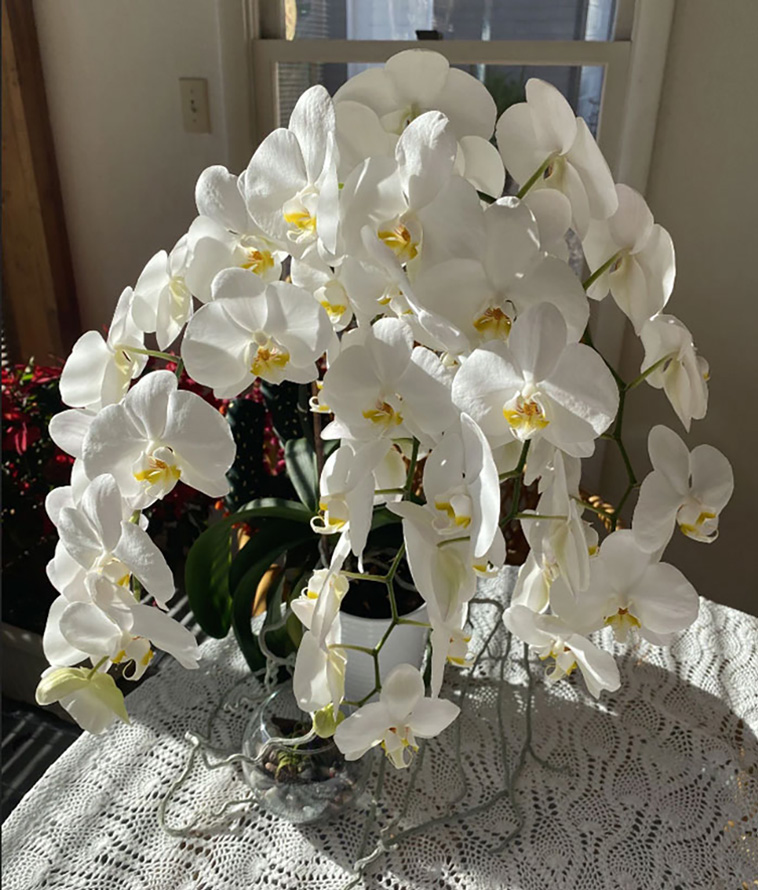 houseplants
