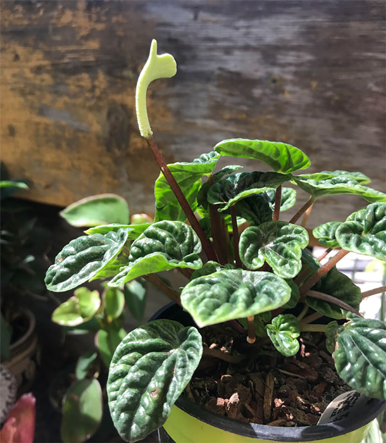 houseplants