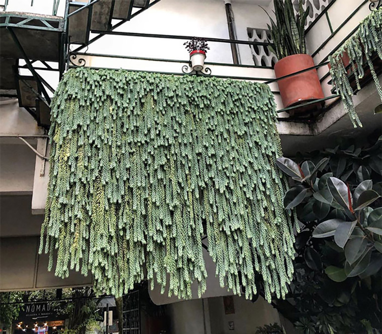 houseplants