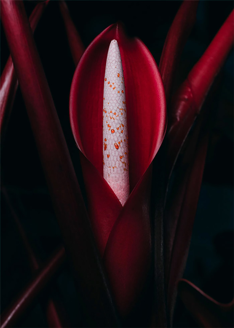 houseplants