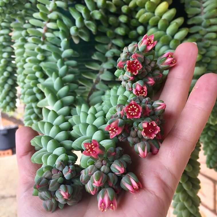 houseplants