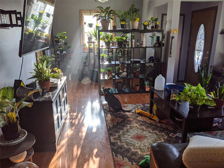 houseplants