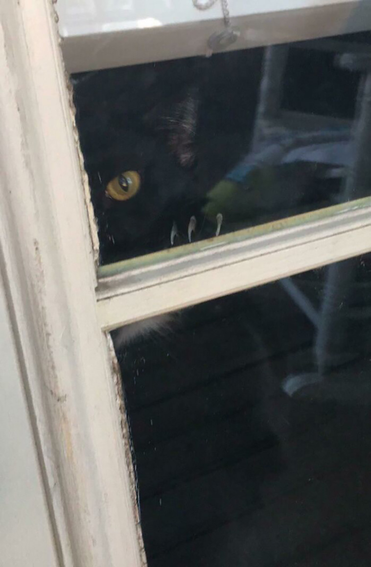 murder mittens