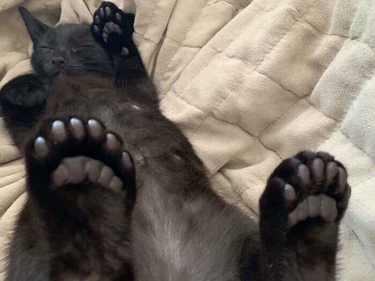 murder mittens