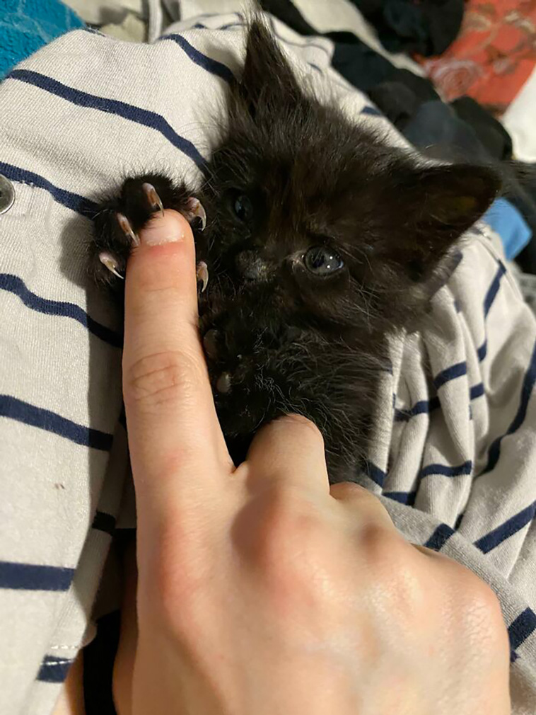 murder mittens