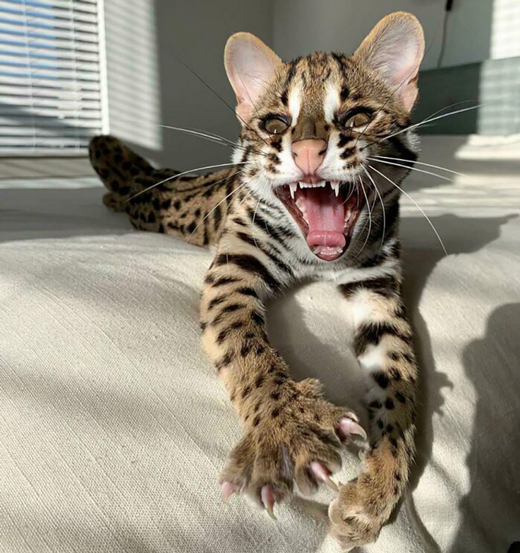 murder mittens
