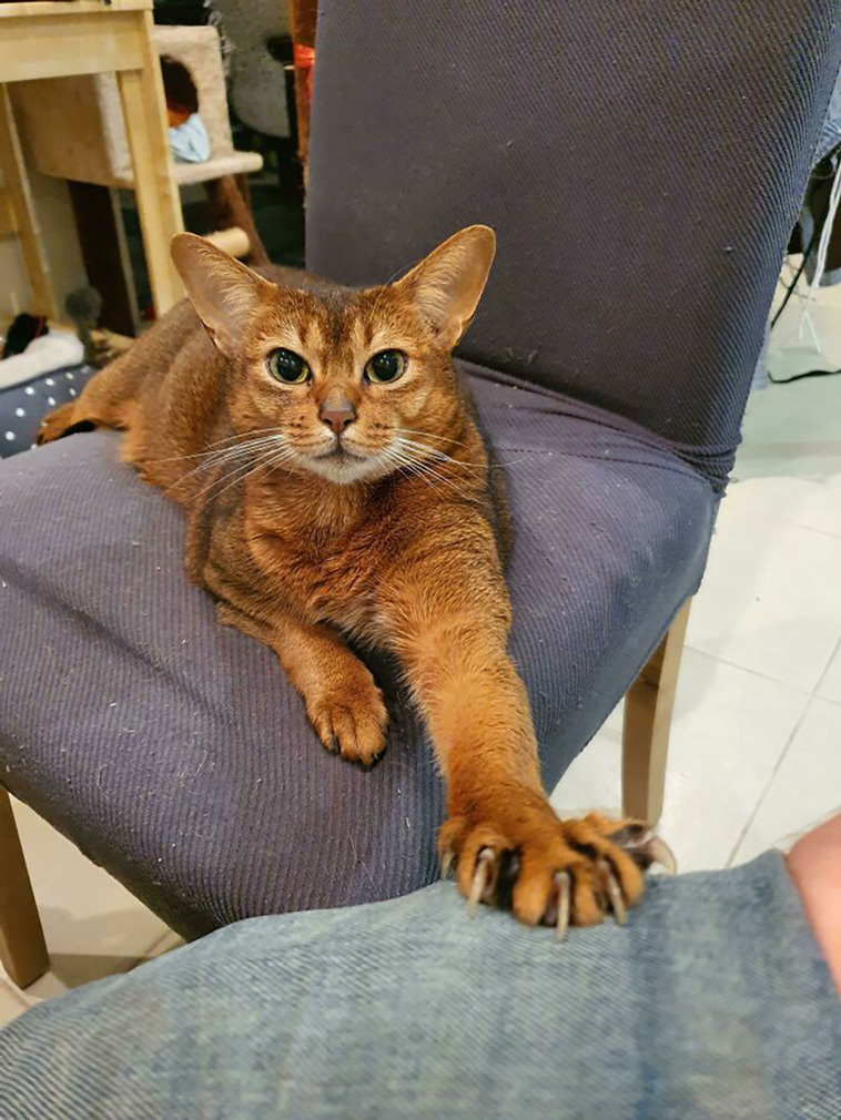 murder mittens