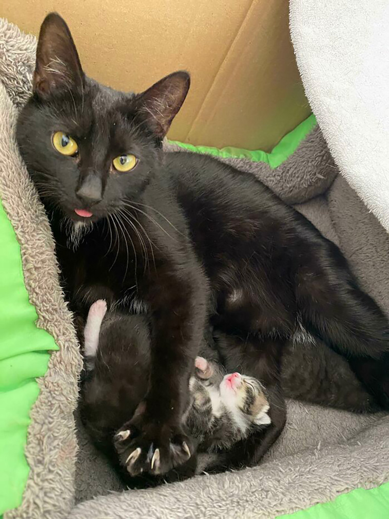murder mittens