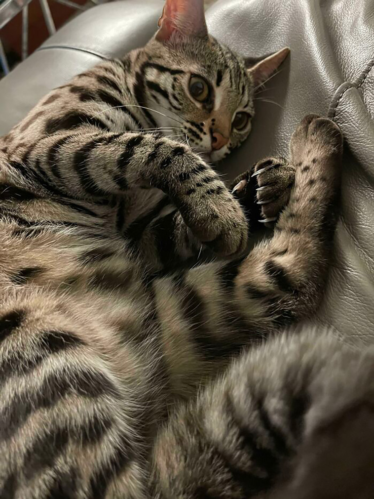 murder mittens
