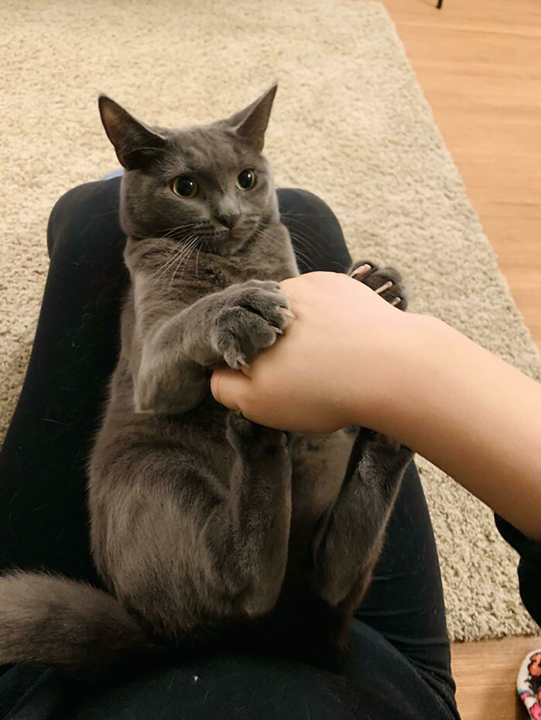 murder mittens