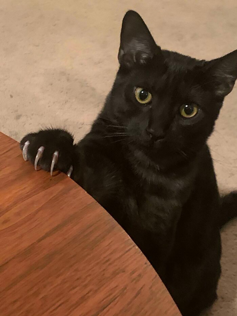 murder mittens