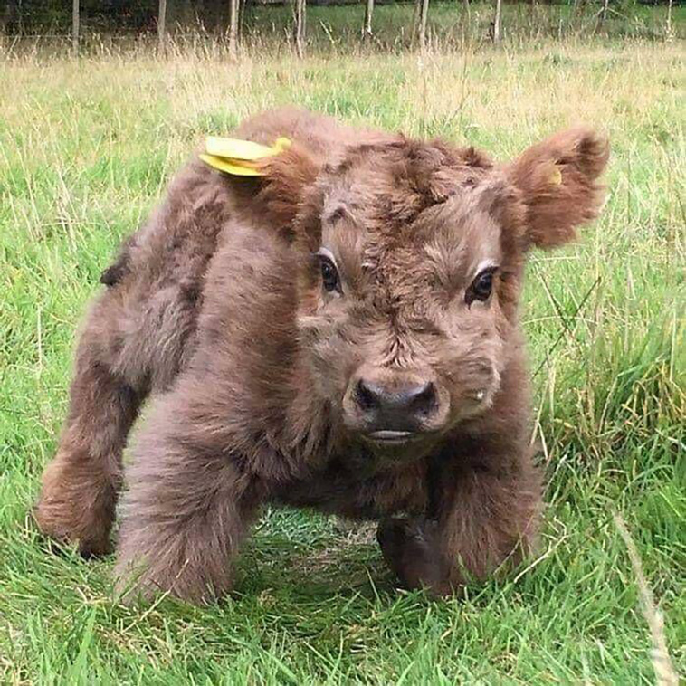 tiny units