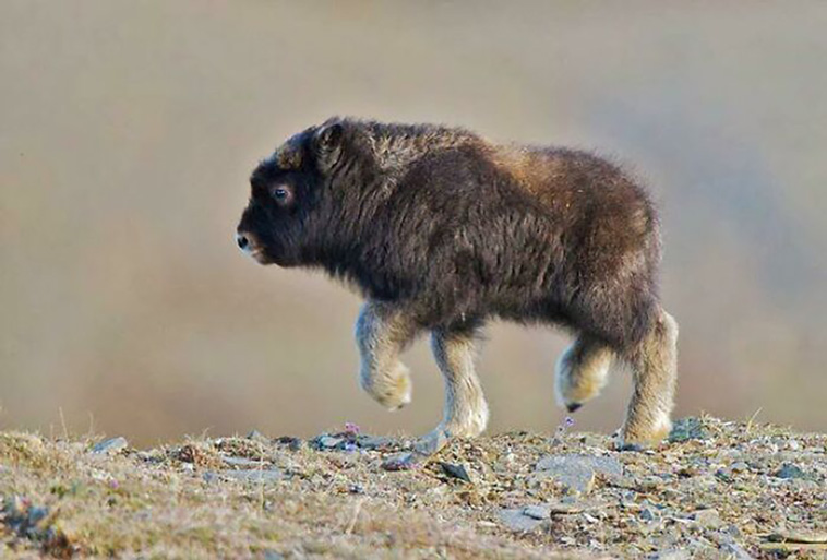 tiny units