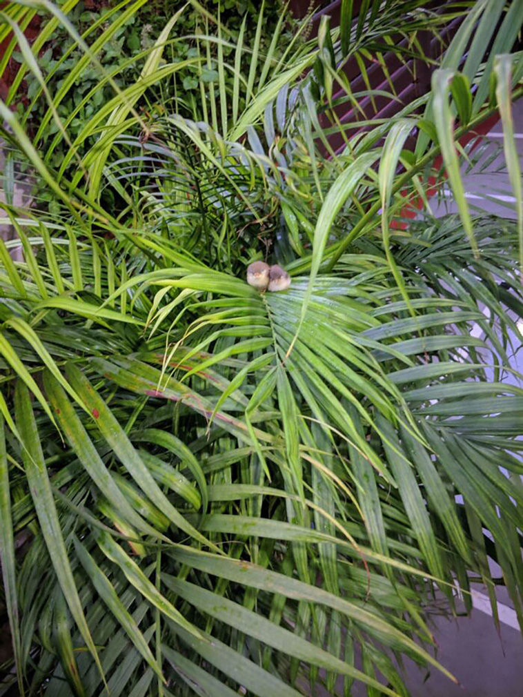 tiny units