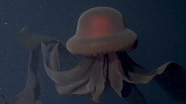 Giant phantom jelly