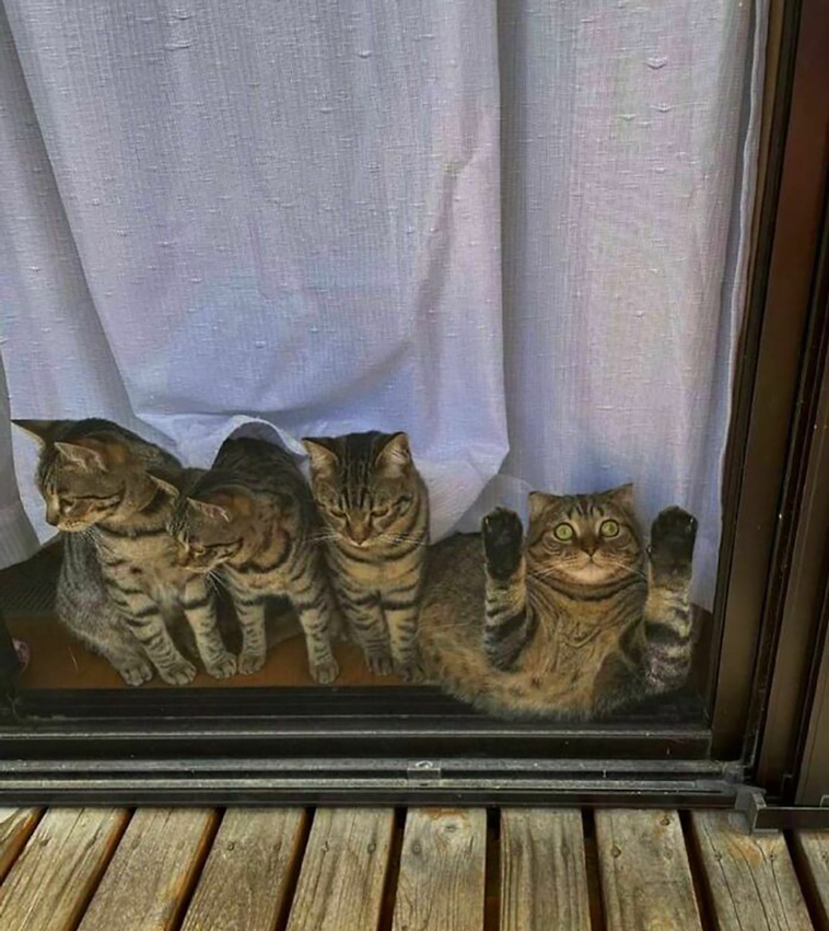 animals