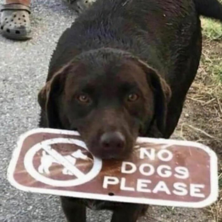 animals