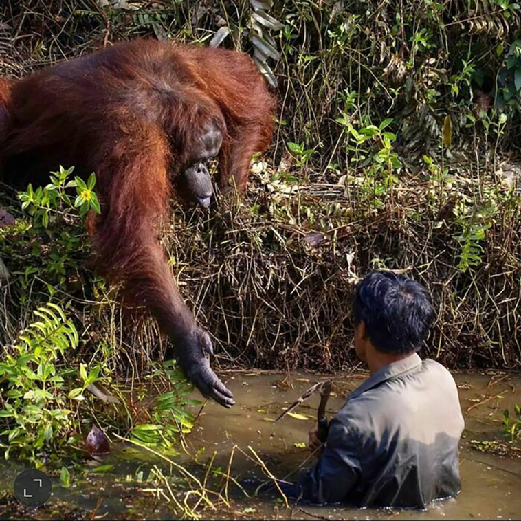 animals