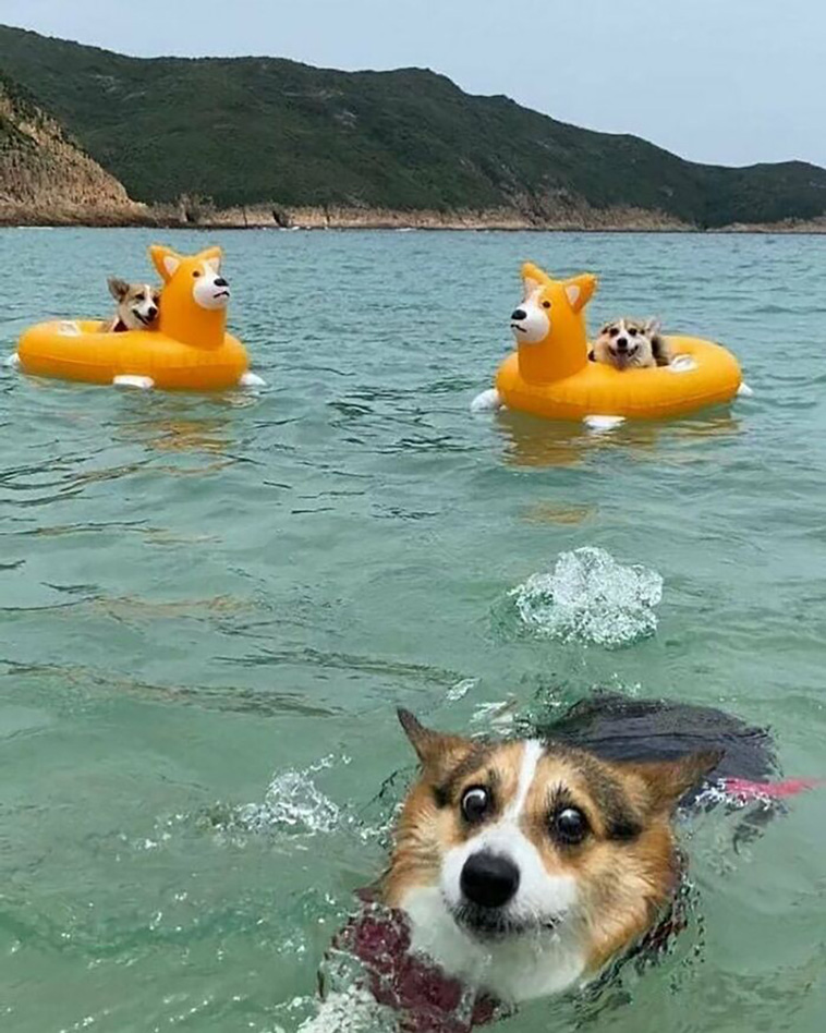 animals
